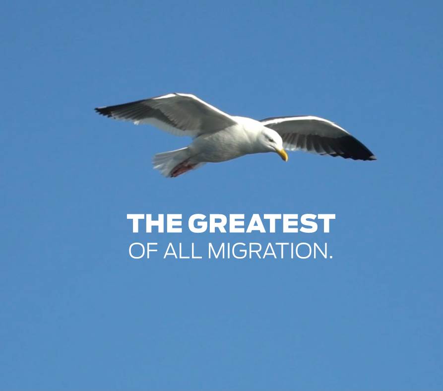 The Greatest of All Migration.